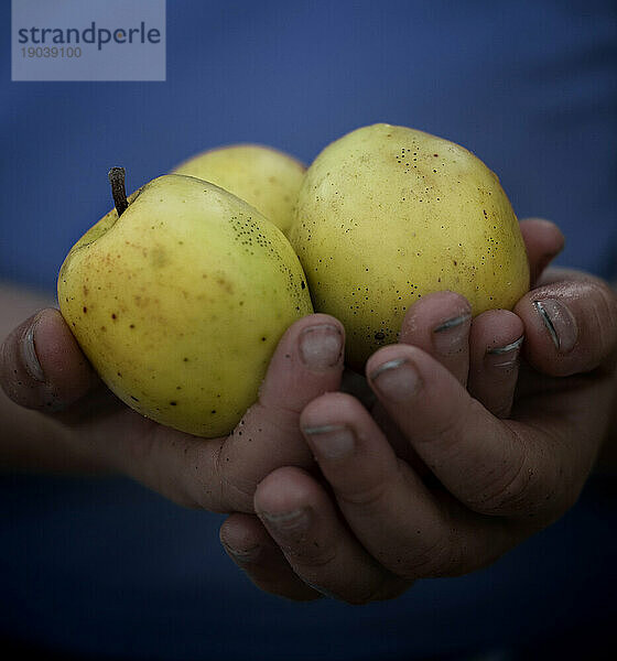 Hände halten drei Äpfel.