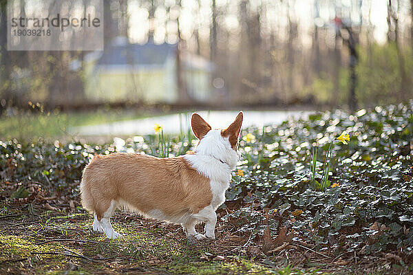 Rückansicht eines Corgi-Hundes im Freien im Frühling  der über den Hof blickt