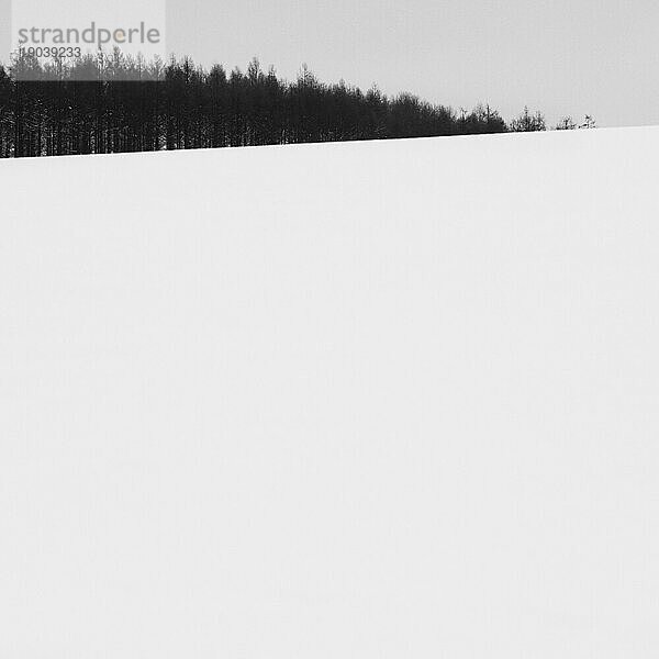 Wald im Schnee  Biei  Hokkaido  Japan