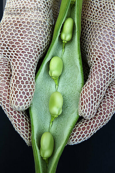 Ackerbohnen (Vicia fabaL.)  die von Händen in Strickhandschuhen in ihrer Schote geöffnet gehalten werden.