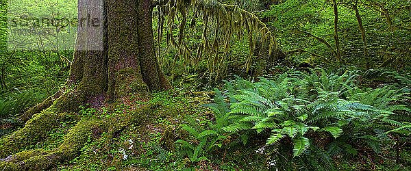 Überwucherung im Hoh-Regenwald des Olympic National Park  Washington.