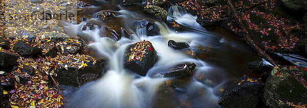 Bach entlang des Treadway Mountain Trail in der Pharoah Lake Wilderness des Adirondack State Park in New York  USA.