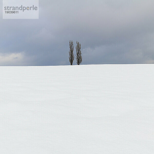 Bäume im Schnee am Akabane-Hügel  Biei  Hokkaido  Japan