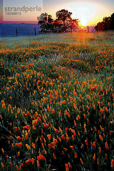 BLÜHENDE MOHNBLUMEN AUF DEN HÜGELN DES MOUNT DIABLO STATE PARK IN DER SAN FRANCISCO BAY AREA  KALIFORNIEN  USA; FRÜHLING 2008