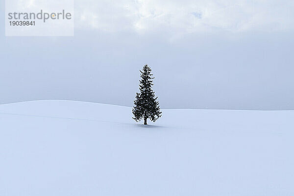 Einsame Kiefer im Schnee  Biei  Hokkaido  Japan