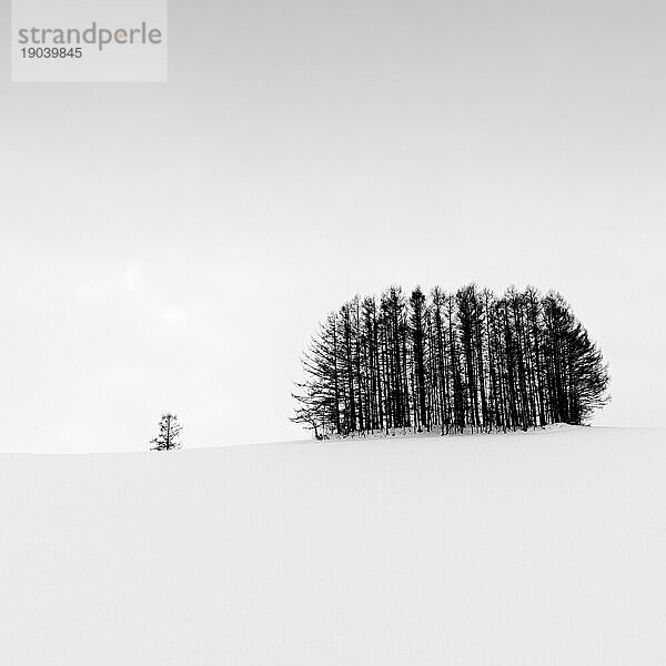 Bäume im Schnee am Mild Seven Hill  Biei  Hokkaido  Japan