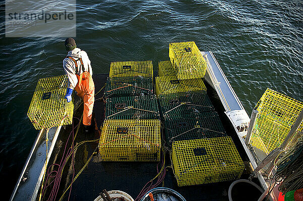 Ein Hummerfischer organisiert Fallen zur Freilassung  Casco Bay  Maine.