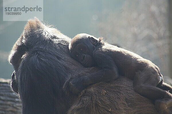 Der junge Gorilla sieht auf dem Rücken seiner Mutter sicher und bequem aus