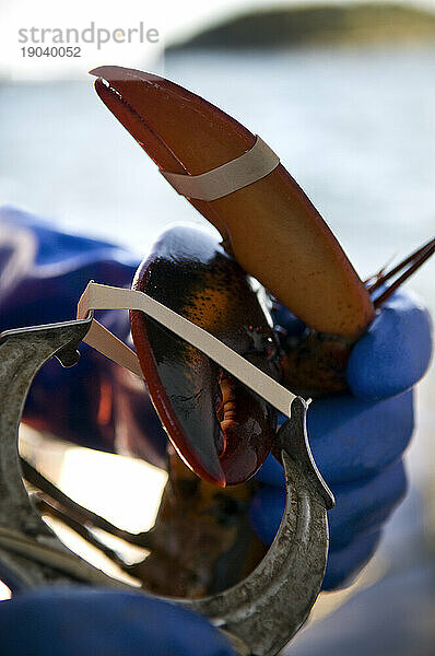 Ein Hummerfischer legt ein Gummiband um die Klaue eines Hummers  Casco Bay  Maine.