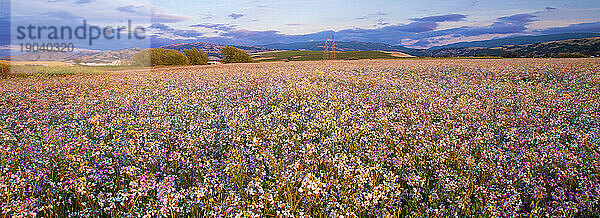 Wildblumenfeld vor einem Weingut in Livermore Valley  Kalifornien  USA