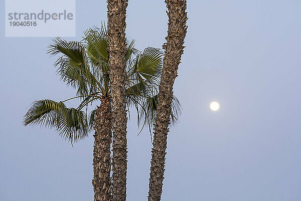 Palmen und der Mond.