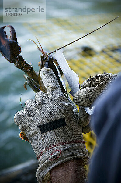 Ein Lobsterman misst einen Hummer  Casco Bay  Maine.