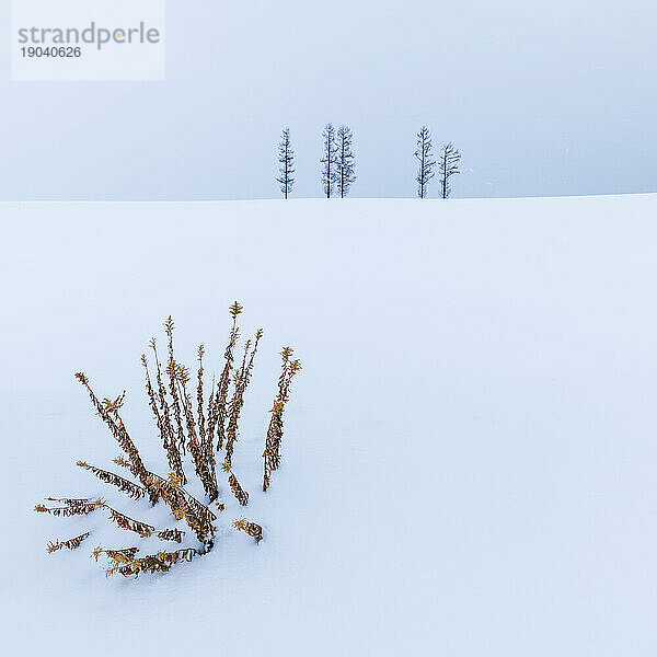 Bäume im Schnee bei Mild Seven Hills  Biei  Hokkaido  Japan