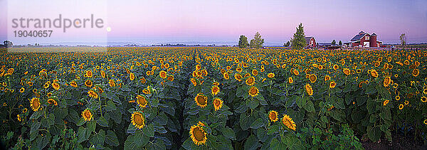 Sonnenblumenfeld bei Sonnenaufgang in Plainfield  Yolo County  Kalifornien  USA.