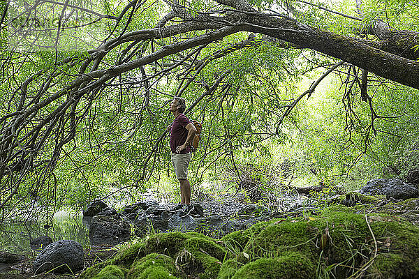 Wanderer blickt vom Bachufer in die Baumkronen