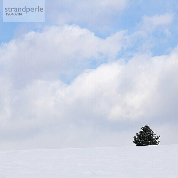 Einsamer Baum in einem Schneefeld  Biei  Hokkaido  Japan