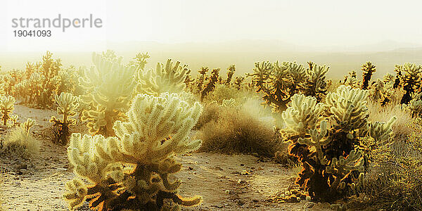 Cholla entlang des Cholla Cactus Garden Trail im Joshua Tree National Park.