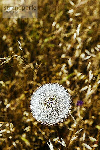 Detail eines Löwenzahns mit Samen  in Nahaufnahme  Santa Rosa  Kalifornien  USA