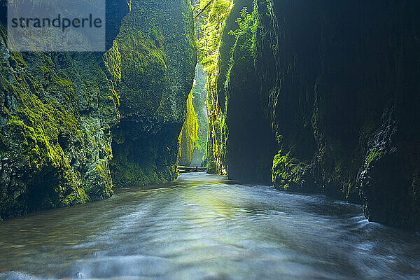 Oneonta Gorge liegt tief im Columbia River Gorge National Recreation Area in Oregon  Sommer 2008