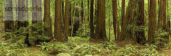 RIESIGE REDWOODS UND FARN SÄUMEN DEN BODEN DES MUIR WOODS NATIONAL MONUMENT IN NORDKALIFORNIEN  MARIN COUNTY  USA; HERBST 2009.