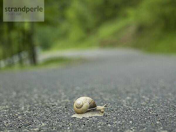 Schnecke überquert Straße im Wald