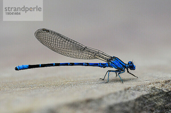 Blaue Damselfliege