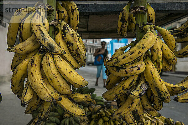 Bündel von Bananen und Kochbananen hängen am Einkaufswagen eines Straßenhändlers in Havanna  La Habana  Kuba.