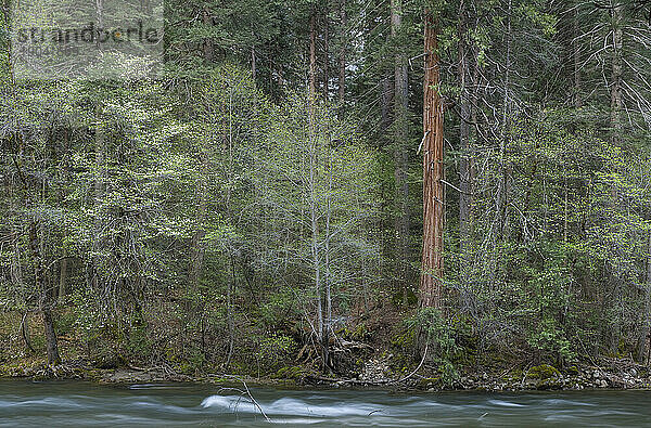 Blühende Hartriegel entlang des Merced River im späten Frühjahr 2010  Yosemite-Nationalpark  Kalifornien.