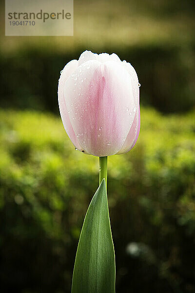 Eine rosa Tulpe.