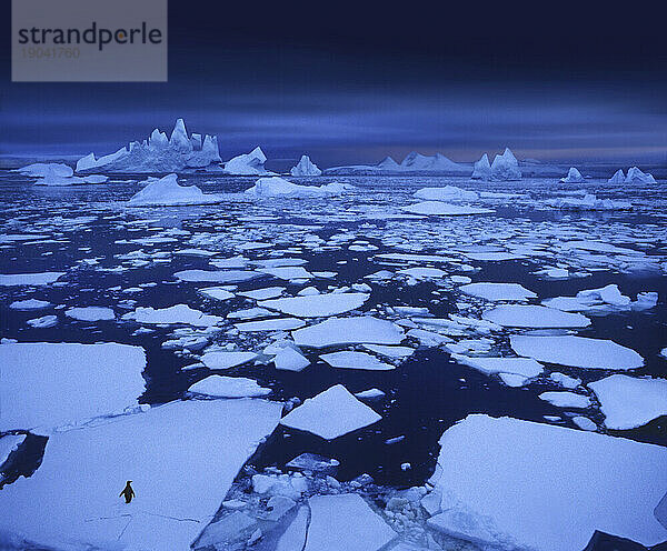 Ein einsamer Pinguin auf Eisschwärmen nahe dem Polarkreis
