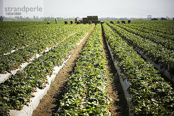 Reihen von Erdbeeren mit Landarbeitern in der Ferne  Salinas Valley  Kalifornien.