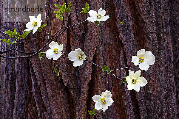 Blühende Hartriegel vor einer Zeder im Frühjahr 2010 im Yosemite-Nationalpark  Kalifornien.