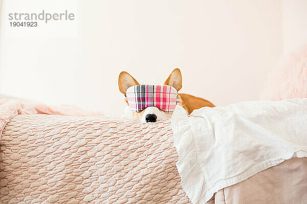 Vorderansicht eines Corgis mit karierter Schlafmaske über den Augen auf rosa Bett