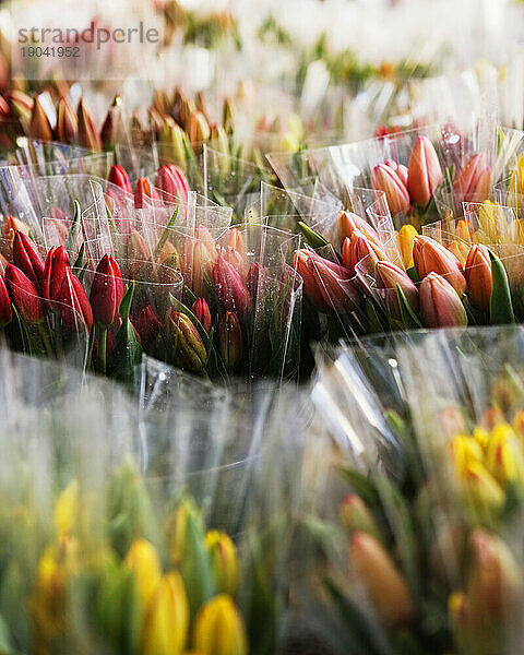 Reihen von Bündeln bunter Tulpen.