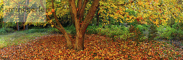 Herbstzweige im Yosemite-Nationalpark  Kalifornien im Herbst 2010