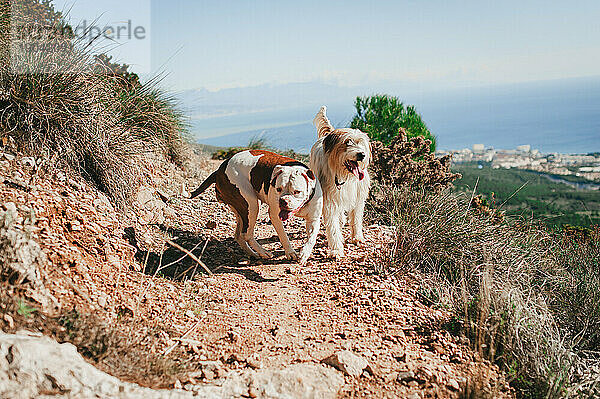 Zwei Hunde laufen an einem sonnigen Tag auf einem Pfad mit Blick auf die Mittelmeerküste