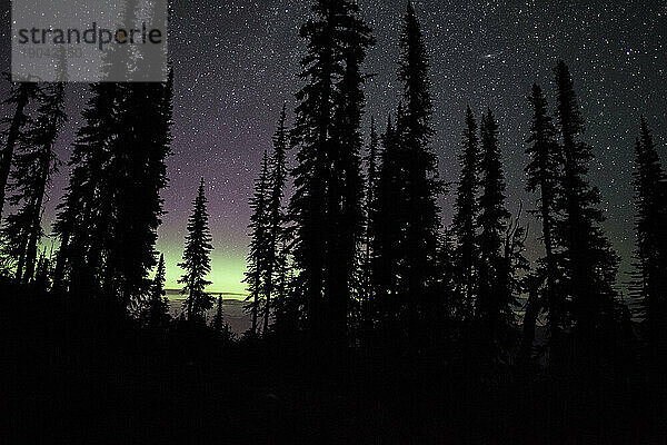 Silhouette Bäume vor Sternenhimmel und Aurora  British Columbia