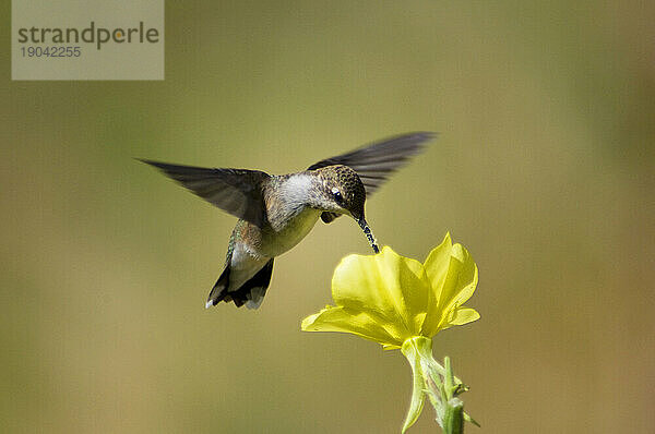 Weiblicher Breitschwanzkolibri (Selasphorus platycercus)