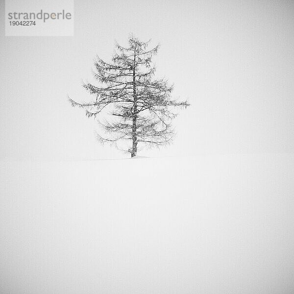 Einsamer Baum in einem Schneefeld  Biei  Hokkaido  Japan