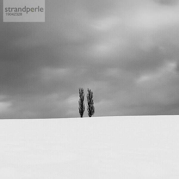 Bäume im Schnee am Akabane-Hügel  Biei  Hokkaido  Japan