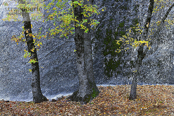 Eine einzelne Eiche unter den Granitwänden des Yosemite-Nationalparks erstrahlt im Herbst 2010 in ihren herbstlichen Farben