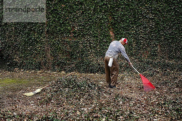 Long view of elderly man raking leaves in front of ivy-covered wall
