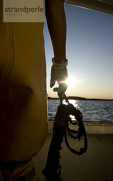 Lobsterman hält Seil  Casco Bay  Maine.