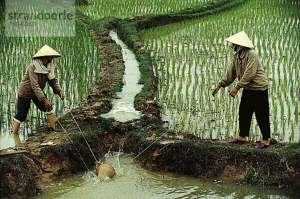 Reisfeld im Norden Vietnams