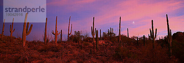 Saguaro-Kakteen leuchten in der untergehenden Sonne über dem Saguaro-Nationalpark außerhalb von Tucson  Arizona  USA.