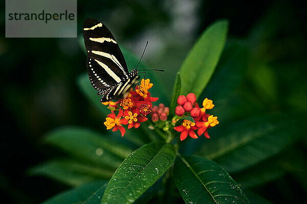 Schmetterling sitzt auf roten Blumen