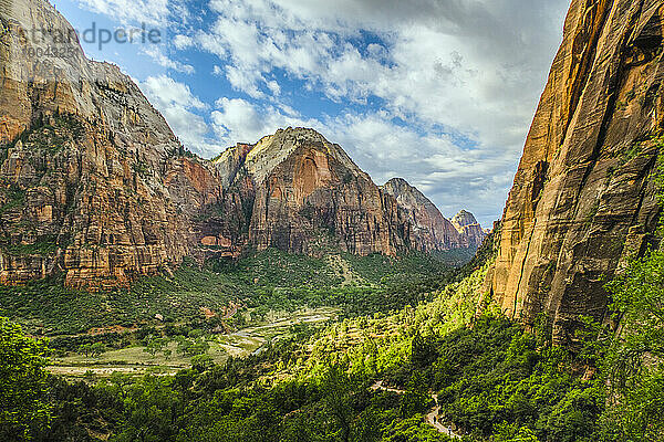 Bäume im Zion Canyon  Utah  USA