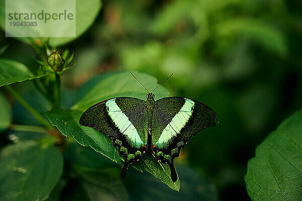 Grüner Schmetterling sitzt auf Blatt