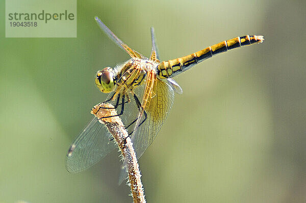 Goldene Libelle