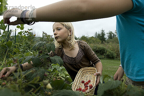 Zwei Mädchen pflücken frische Himbeeren in einem Hinterhofgarten  Maine.